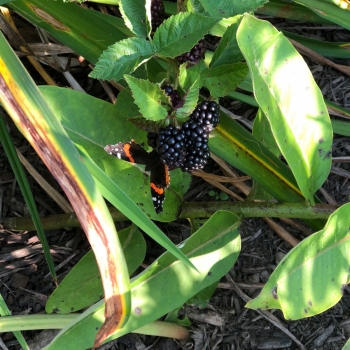 Photo of butterfly