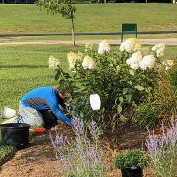 photo of garden