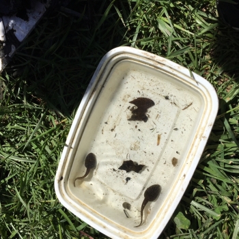 Photo of tadpoles